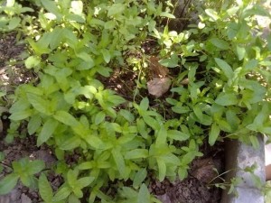 什么叫做双子叶植物 300