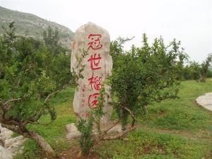 枣庄万亩榴园