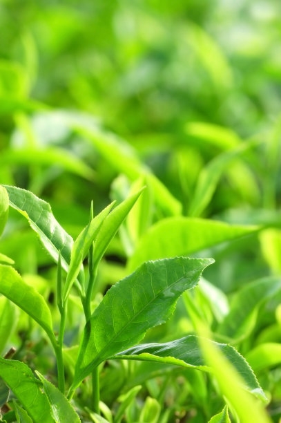 茶树