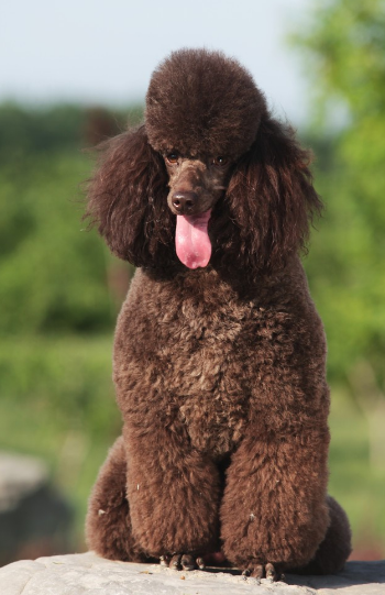 玩具贵宾犬