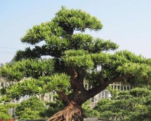 d. don),別名土杉,羅漢松科,屬常綠針葉喬木.