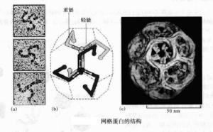 网格蛋白的结构