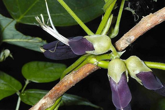 花生 豆科落花生属植物 搜狗百科