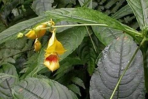 棒尾凤仙花 凤仙花科凤仙花属植物 搜狗百科