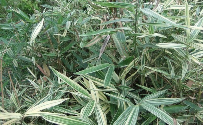 白纹阴阳竹 搜狗百科