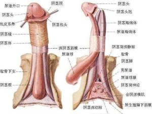 最粗的阴茎_男性阴茎多粗正常呢