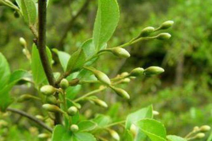 抱茎叶白花龙 安息香科安息香属植物 搜狗百科