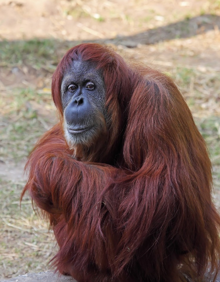 红毛猩猩pongo图片