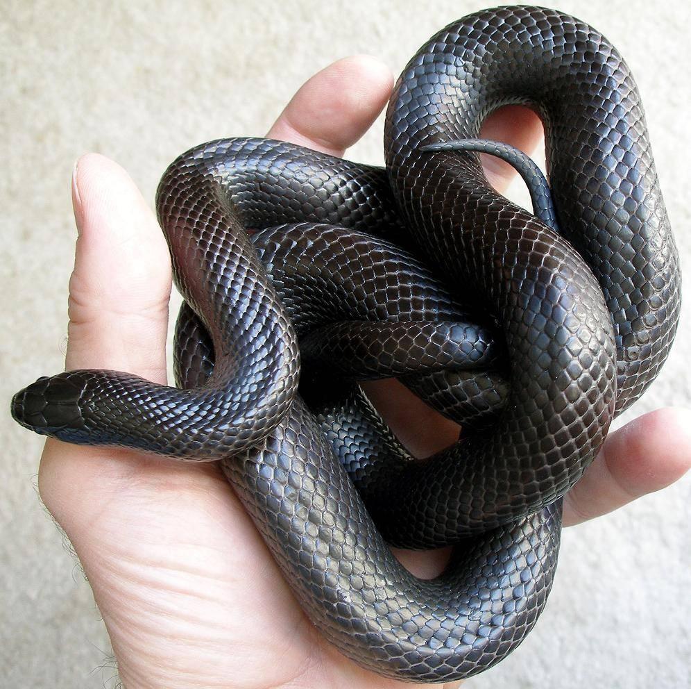 直线加州王蛇图片