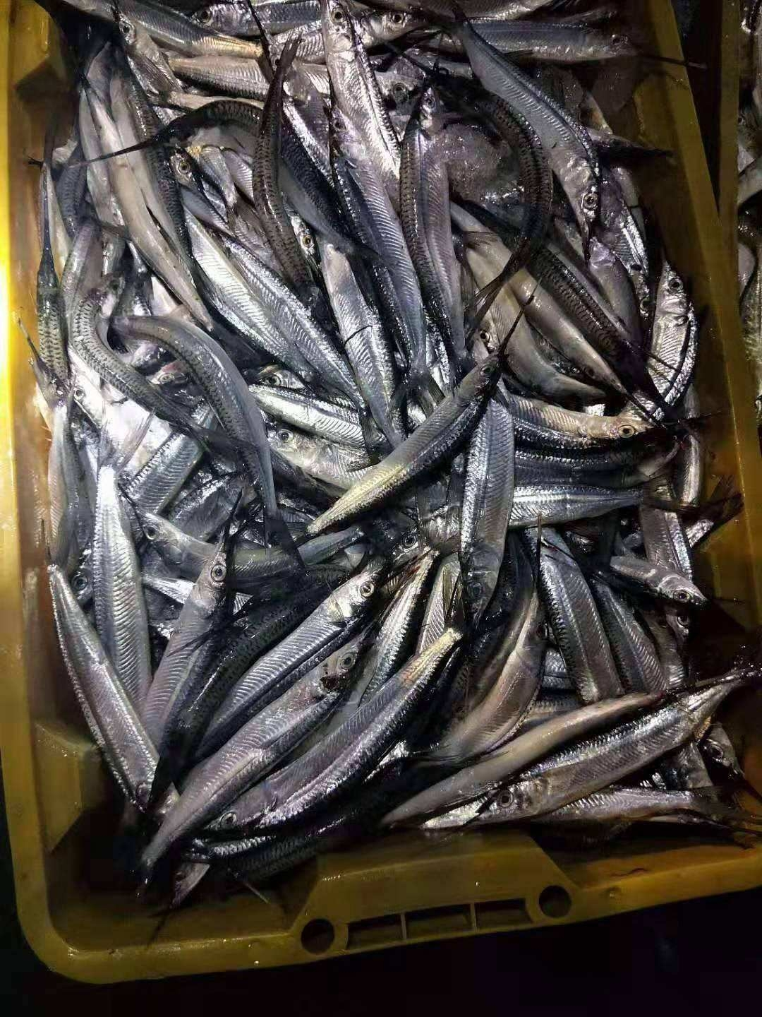 馬步魚