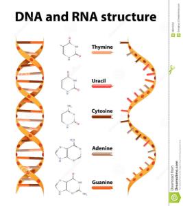 complementary dna)构成基因的双链dna分子用一条单链作为模板,转录