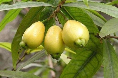 蒲桃 桃金娘科蒲桃属植物 搜狗百科 蒲桃 桃金娘科蒲桃属植物 搜狗百科