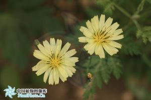 苦荬菜花和种子