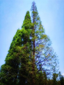 水杉树 - 搜狗百科