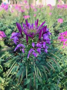 醉蝶花