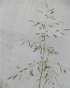 鲫鱼草 Eragrostis tenella