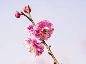 一剪梅