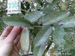 川含笑图册