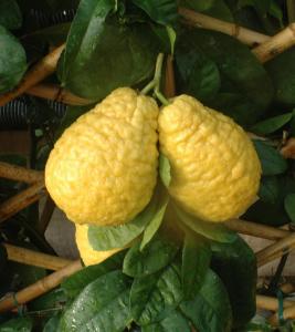 别名:枸橼子[1,芸香科柑橘属植物.其直径4~10cm,厚0.2~0.