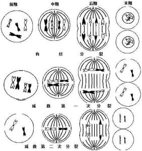 染色单体变化图图片