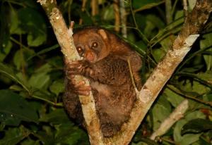 树是什么动物呢 300