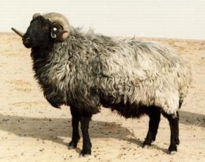 主要羔皮绵羊品种图片