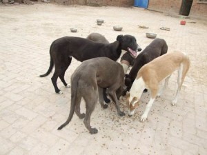 格力犬