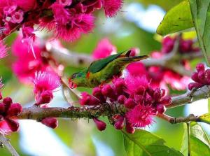 红斑吸蜜鹦鹉图册