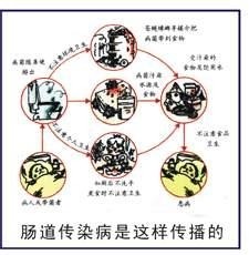 肠道传染病是这样传播的