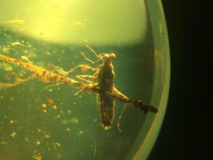 缅甸琥珀中保存完整的缘蝽成虫