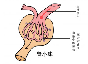 肾小球结构图图片