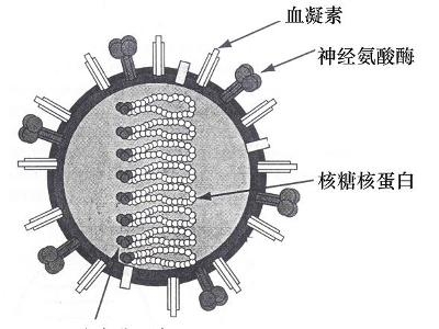 流感病毒