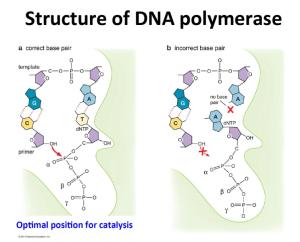 DNA聚合酶 DNA聚合酶