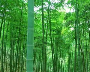 竹 - 搜狗百科