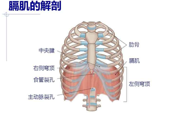 膈肌