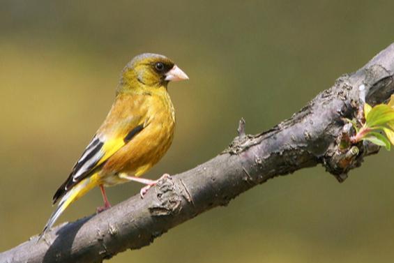 金翅雀 雀形目 搜狗百科 金翅雀 雀形目 搜狗百科