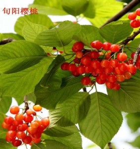 樱桃