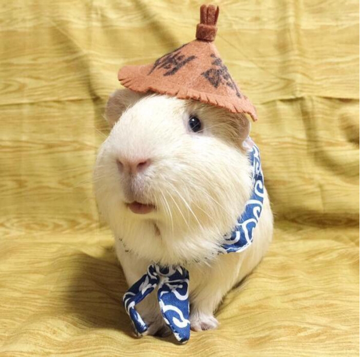 豚鼠