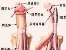 阴茎短小