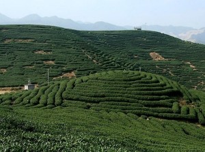 漳平水仙茶种植基地