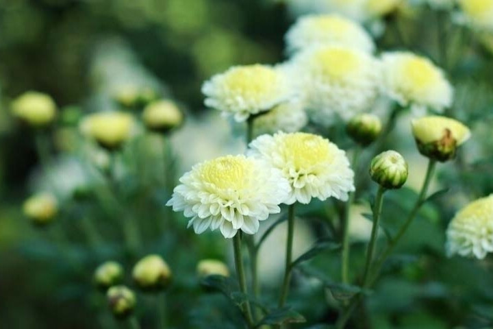 中国四大名菊(菊科菊属植物)_搜狗百科