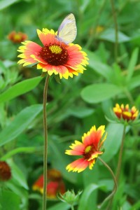 天人菊