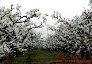 砀山梨花节图册