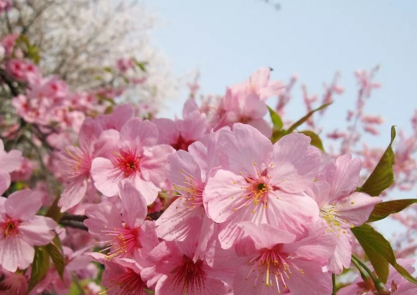 樱花