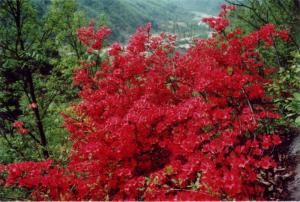 南阳西峡老君洞景区