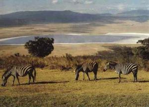 恩戈罗恩戈罗国家公园