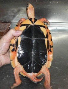 金钱龟