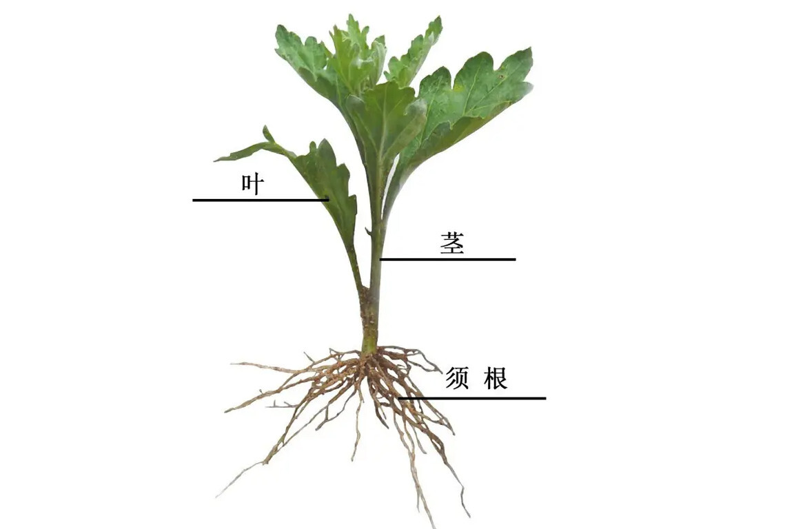 茎(植物的六大器官之一)_搜狗百科