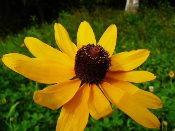 菊科 桔梗目下的一科 搜狗百科