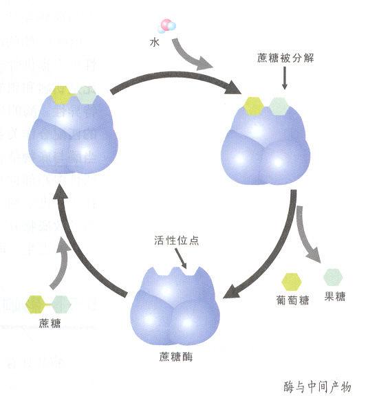 新陈代谢